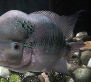 Siracusa, Aquarium