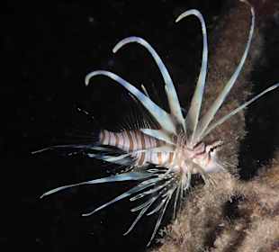 Im Hausriff ( Feuerfisch )