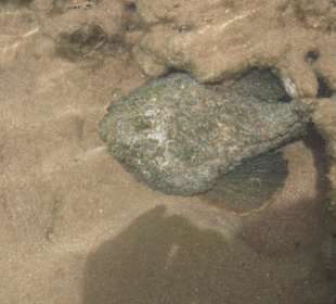 Giftiger Steinfisch am Strand