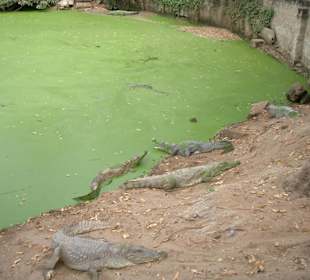 Krokodile