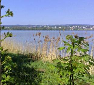 am Greifensee
