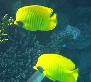 GelbeFalterfische am Riff