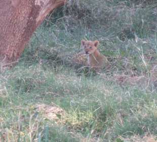 Löwenbabys im  TSAVO OST Nationalpark