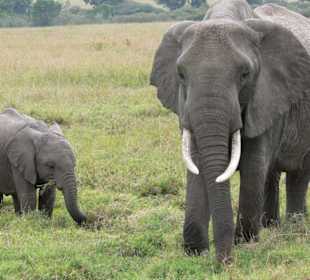 Elefantenmama mit Kind