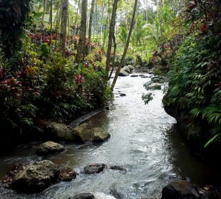 Harni's Plantation Kalibaru