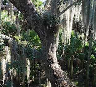 Myakka River State Park