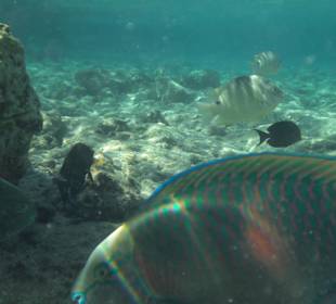 Riff Korallen - Hotel Citadel Azur Resort