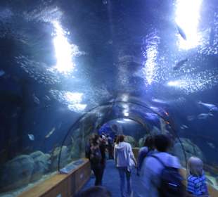 Aquarium / Oceanongrafic