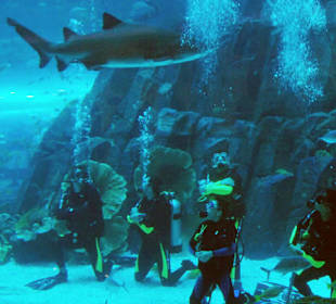 MyHolidaysAdventures-Dubai - Mall Aquarium