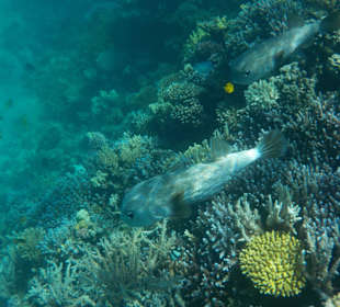 Unterwasserwelt am Hausriff