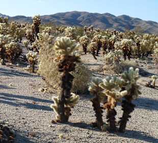 Joshua Tree N.P.