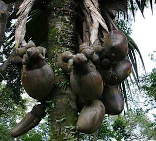 Botanischer Garten Kandy