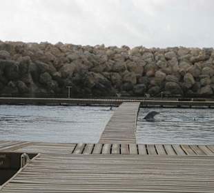 Delphinus