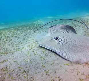 Schnorcheln Marsa Alam