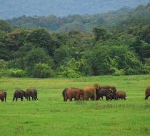 Minneriya , kawudulla safari park