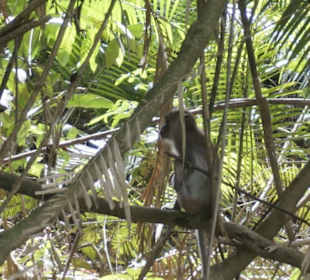 Tiere vom Kanu aus gesehen
