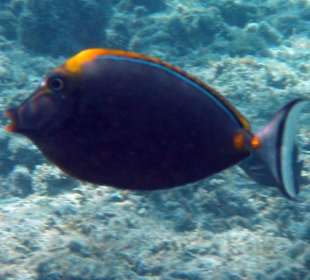 Hotel Lahami Bay Hausriff