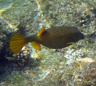 Schnorcheln im Happy Life Resort