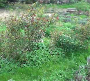 Rosengarten Kehl