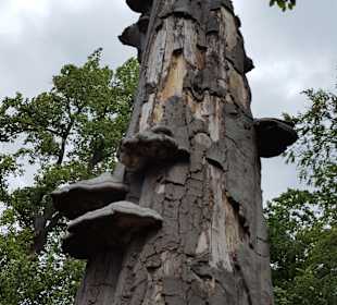 Freilandmuseum Lehde