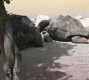 Happ Reptilien Zoo