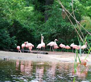 Flamingos