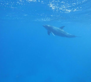 Delphintour mit der Sonnenfee