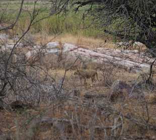 Krüger Nationalpark	