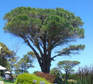 Cape Point Vineyards in Noordhoek