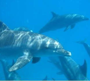 Delfintour ab Hurghada und Safaga