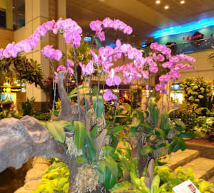 Überall tolle Blumen