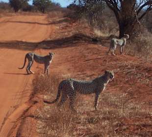 Geparde in Tsavo Ost