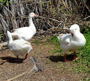Rundgang durch die Idylle von Mimi´s Eco Farm