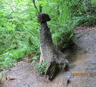 Lydford Gorge
