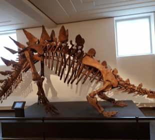 Naturhistoriska Museum