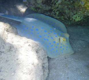 Unterwasser - Hotel Premier Le rêve