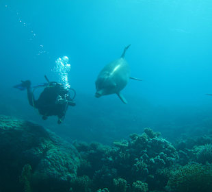 Mit Delfinen tauchen