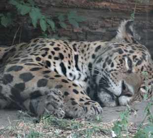 Auch die Raubkatzen sind müde