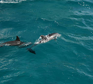 Boot in Begleitung von Delfine 