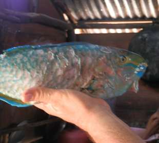 Fischauswahl / Tropical-River-Tour