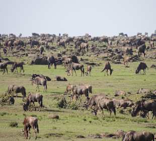 Ganze Herde von Gnus