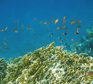 Fischschwarm am schönen Riff