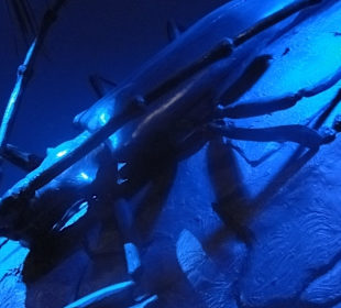 Ekspozycja- model wielkiego owada