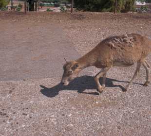 Zoo di Fasano