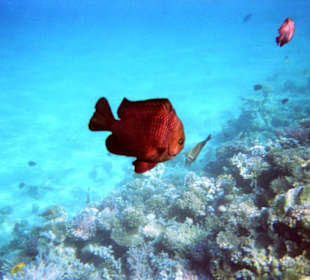 Einmalige Korallenwelt am Strand