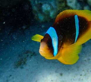 Nemo of Egypt