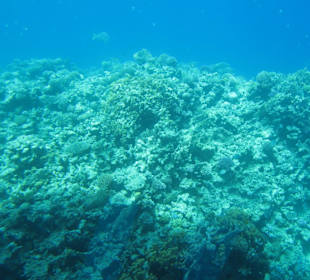 Korallen Riff