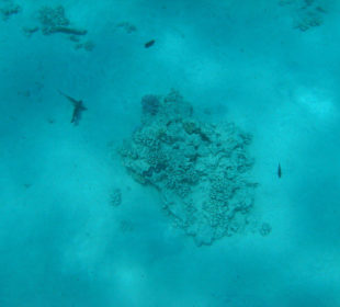 Schnorcheln Abou Dabab