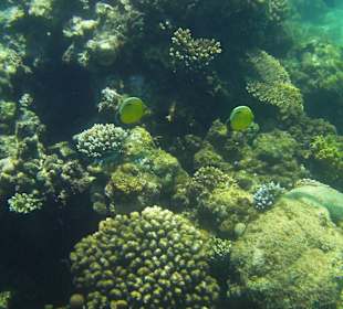 Am Hausriff unterwegs