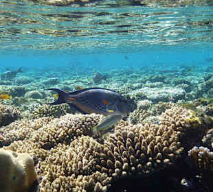 Korallengarten mit Doktorfisch 